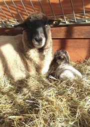 Schaf auf der Jugendfarm Pfingstweide Schaf auf der Jugendfarm Pfingstweide