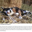 Katzen auf der Jugendfarm - Antwort 4