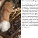 Katzen auf der Jugendfarm - Antwort 1