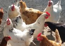 Hühner auf der Jugendfarm