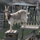 Bauernhoftiere auf der Jugendfarm Pfingstweide