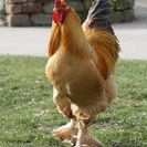 Bauernhoftiere auf der Jugendfarm Pfingstweide