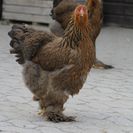 Bauernhoftiere auf der Jugendfarm Pfingstweide