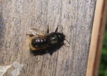 Bienen auf der Jugendfarm