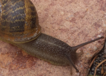 Schnecken im Jugendfarmgarten