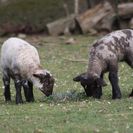 Bauernhoftiere auf der Jugendfarm Pfingstweide