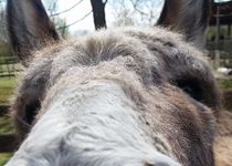 Esel auf der Jugendfarm