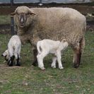 Bauernhoftiere auf der Jugendfarm Pfingstweide