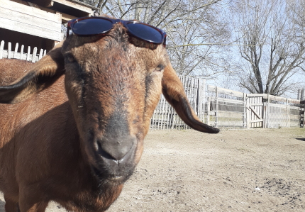 Sommerferienbetreuung auf der Jugendfarm Sommerferienbetreuung auf der Jugendfarm
