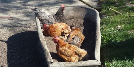 Hühner auf der Jugendfarm
