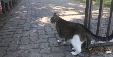 Puschel vor dem Tor der Farm.