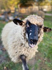 Schafe auf der Jugendfarm