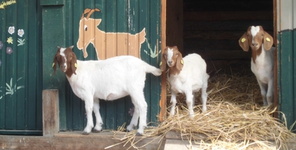 Bauernhoftiere auf der Jugendfarm