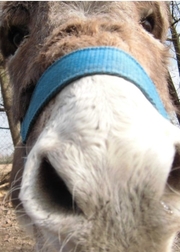 Esel auf der Jugendfarm Pfingstweide Esel auf der Jugendfarm Pfingstweide
